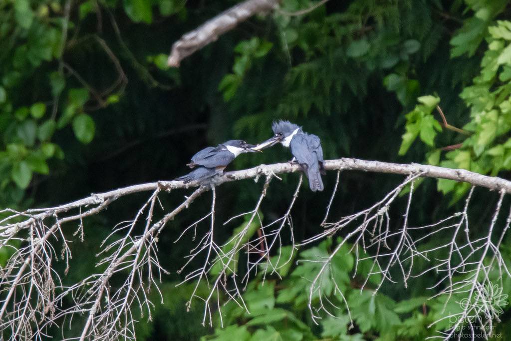 Belted Kingfisher Pair Conducting a Food Handoff for Nest Delivery by wanderinggrrl is licensed under CC BY-NC-SA 2.0